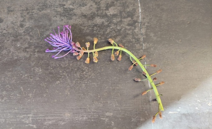 Domenica sui monti a caccia di lampascioni