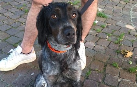 Smarrito Leo, Breton nero nella frazione Campodonico a Chiavari