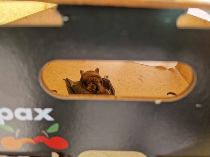 Pipistrello soccorso a Rapallo