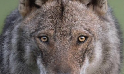 Branco di lupi a Monleone, la Regione: "Occorre intervenire"