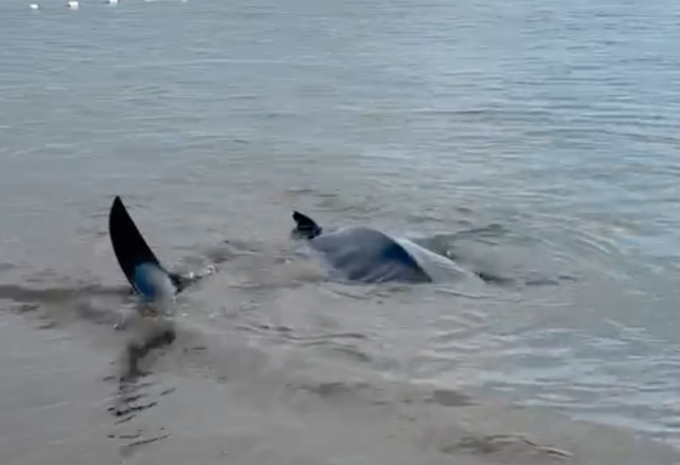 Presunta manta di 4 metri sulla riva a Sestri, i video dell’avvistamento