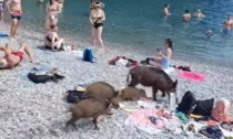 Aidaa: "Sterminata la famiglia di cinghiali sulla spiaggia"