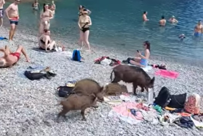 Aidaa: “Sterminata la famiglia di cinghiali sulla spiaggia”