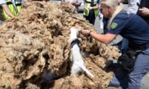 Porto di Genova, 160 kg di hashish nascosti tra la lana grezza: arrestati