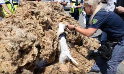 Porto di Genova, 160 kg di hashish nascosti tra la lana grezza: arrestati