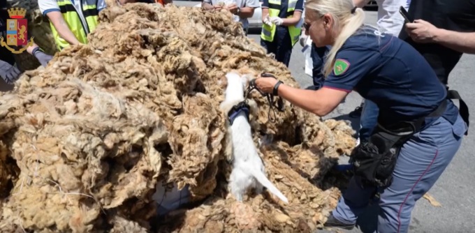 Porto di Genova, 160 kg di hashish nascosti tra la lana grezza: arrestati