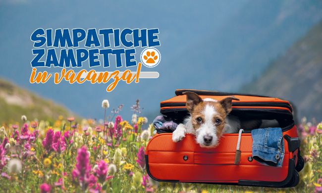 Simpatiche Zampette in vacanza: tanti consigli per un’estate davvero pet friendly!