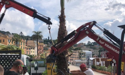 Santa Margherita Ligure, proseguono interventi sul verde pubblico