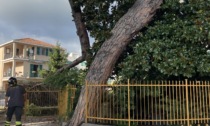 Caduto un albero in via Aurelia, l’intervento dei Vigili del Fuoco