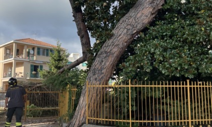 Caduto un albero in via Aurelia, l’intervento dei Vigili del Fuoco