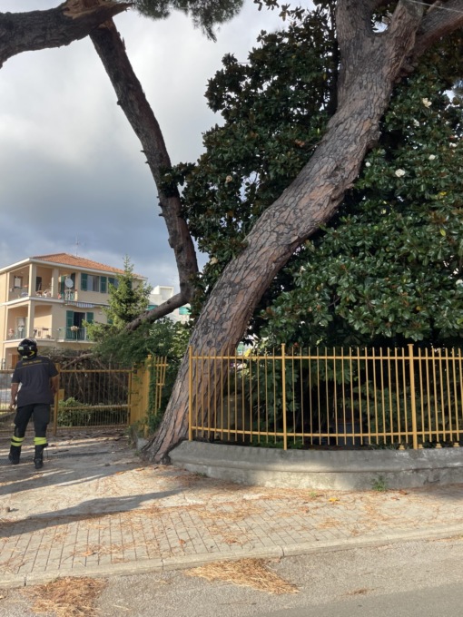 Caduto un albero in via Aurelia, l’intervento dei Vigili del Fuoco