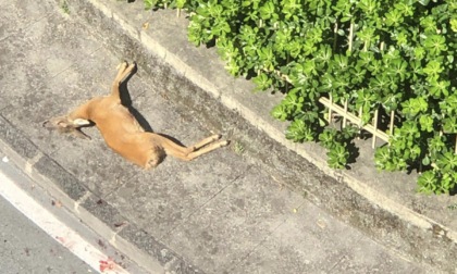 Chiavari, capriolo investito da un'auto mentre lo stava inseguendo un cane