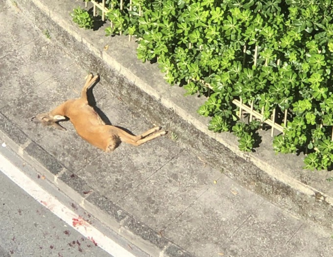 Chiavari, capriolo investito da un’auto mentre lo stava inseguendo un cane