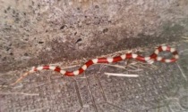 A Chiavari recuperato un serpente rosso corallo