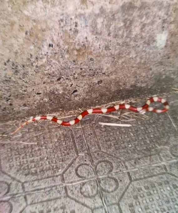 A Chiavari recuperato un serpente rosso corallo