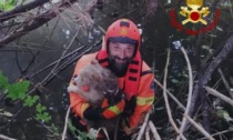 Brutta avventura (a lieto fine) per la piccola Ambra