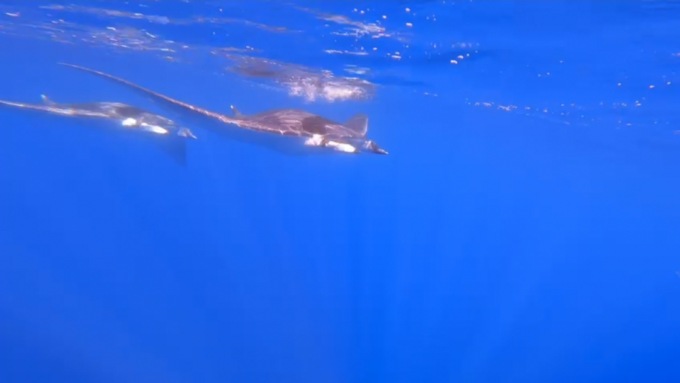 Mante al largo di Moneglia: il suggestivo video