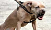 Ricostruito il volto al bimbo azzannato da un pitbull