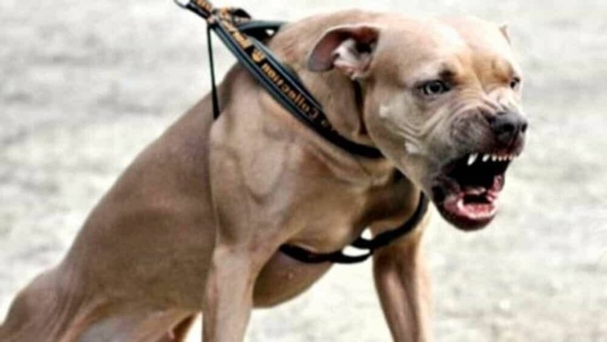 Ricostruito il volto al bimbo azzannato da un pitbull