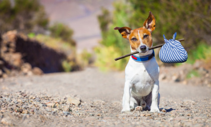 LEIDAA Tigullio e la campagna contro l'abbandono degli animali domestici