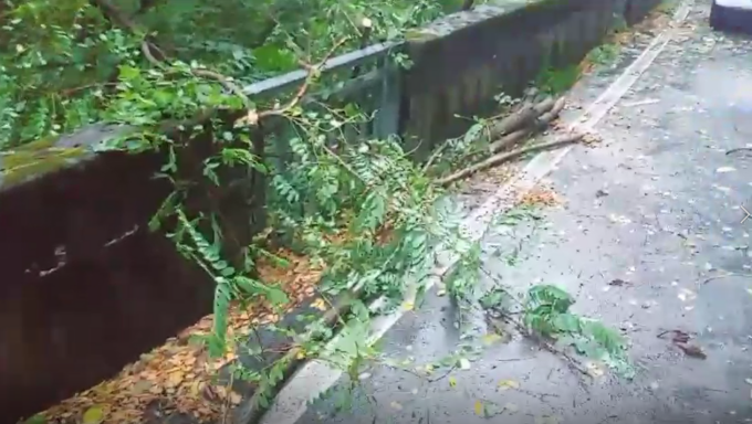 Albero caduto sulla “Temossi – Bertigaro”, l’intervento della Protezione Civile di Borzonasca