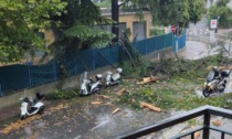 Violenta grandinata a Rapallo, rami caduti in via Sant'Anna