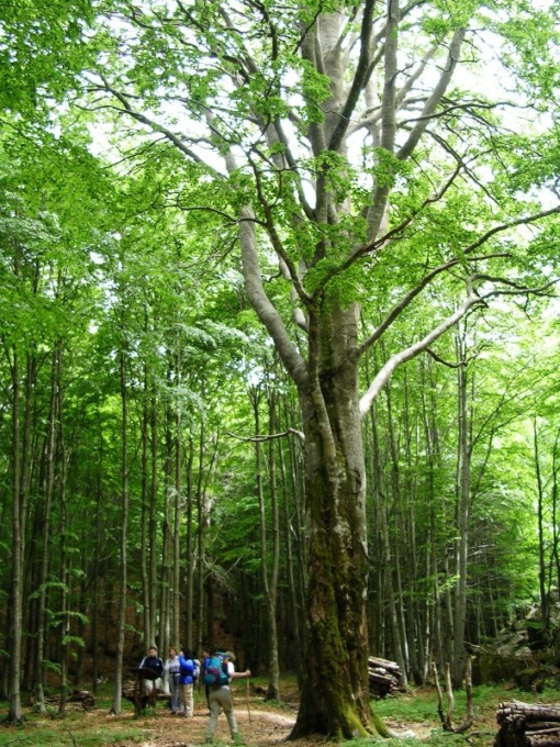 Valli Parco Aveto, tanti eventi per l’estate 2023