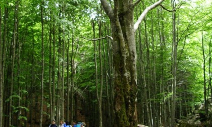 Valli Parco Aveto, tanti eventi per l'estate 2023