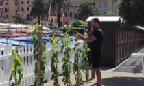 Vini dal sapore di mare, produzione avviata presso i Bagni Segesta di Sestri Levante