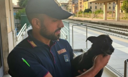Cane smarrito ritrovato dalla Polizia alla stazione ferroviaria di Chiavari