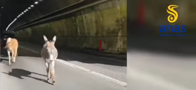 Cavalli e asino in transito sulla statale, salvati da cantoniere
