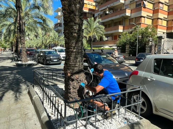 A Chiavari continuano gli interventi per contrastare la diffusione del punteruolo rosso