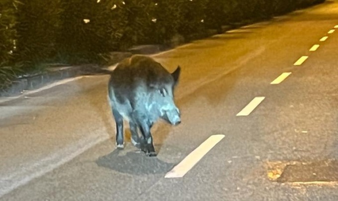 Cinghiale in viale Kasman