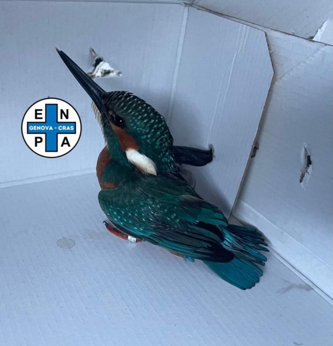 Martin pescatore soccorso dall’Enpa