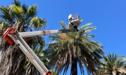 Sestri Levante combatte il punteruolo rosso