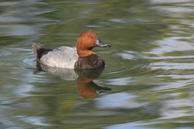 Domenica 1 ottobre escursione guidata nell’oasi dell’Entella