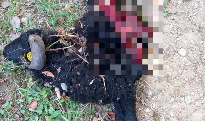 Lupi a pochi passe dalle case: sbranate alcune capre a Borgonovo