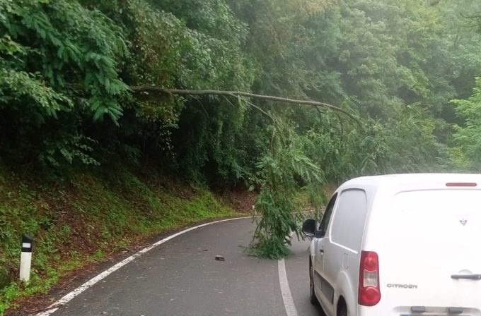 Maltempo, albero invade la carreggiata sulla statale 586 a Borzonasca