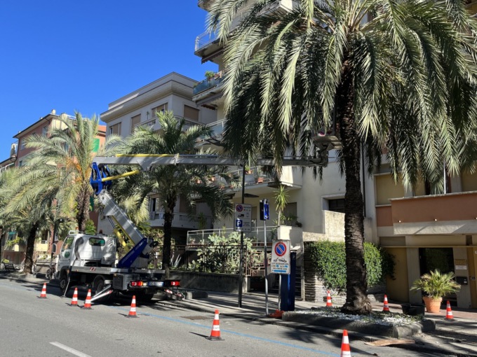 Partiti a Chiavari gli interventi di potatura delle palme di viale Tappani e di viale Arata