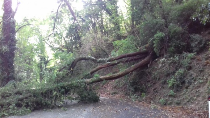 Cade un albero, strada chiusa a Sestri Levante