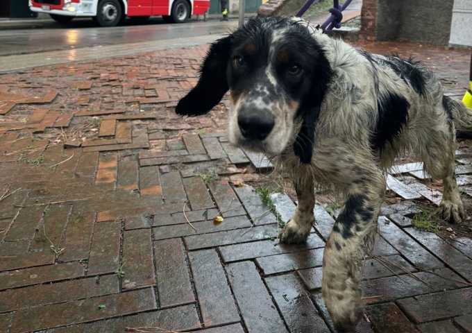 Cane salvato dai vigili del fuoco