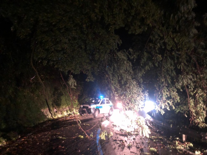 Arbusti invadono la SS 586, traffico interrotto in località Brizzolara
