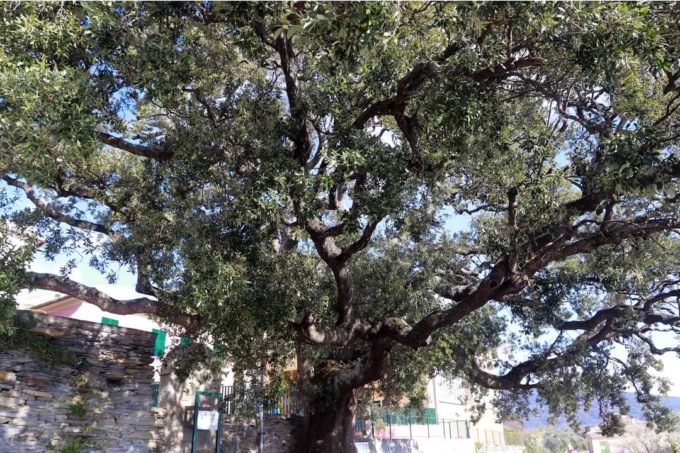 Nuovi fondi per tutelare gli alberi monumentali in Liguria