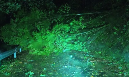 Maltempo, ancora alberi caduti e problemi alla viabilità nell'entroterra