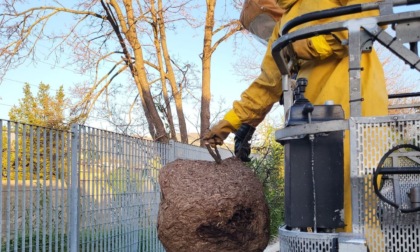 Sestri, rimosso un enorme favo di calabroni