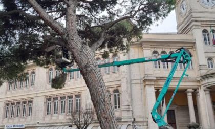 Il Comune di Sestri abbatte lo storico pino in piazza della Repubblica