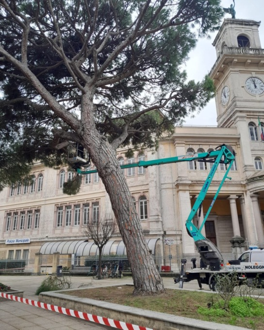 Il Comune di Sestri abbatte lo storico pino in piazza della Repubblica