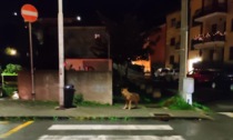 Un lupo in via della Chiusa? Ecco le immagini