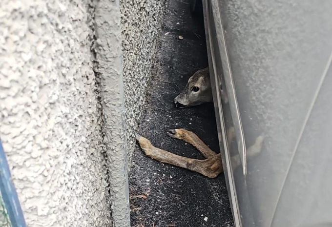 Capriolo incastrato in un’intercapedine: la storia che commuove il levante