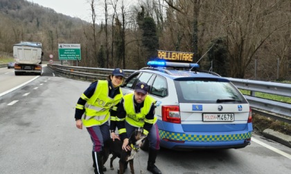 Cane soccorso in autostrada